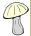 Mushroom1